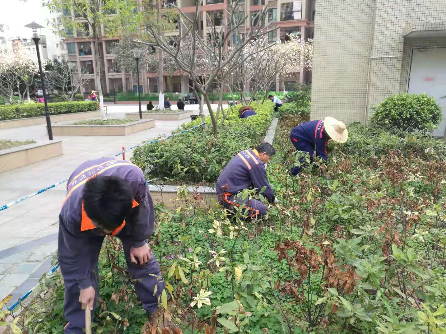 3月24日廣場綠化拔草.jpg